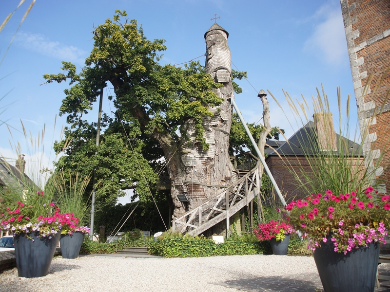 Le chêne d'Allouville, à 10 min du gîte Le Clos des Pâquerettes à Yvetot